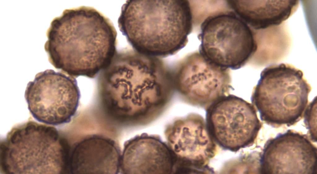 Lamproderma cristatum